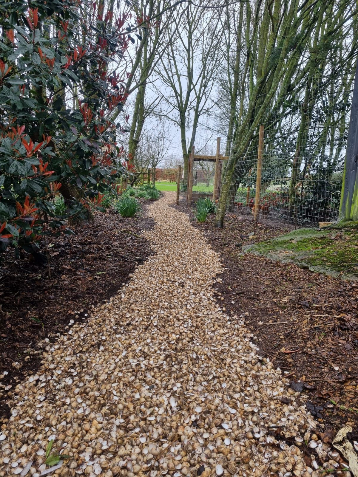 Decorative shells used as a pathway