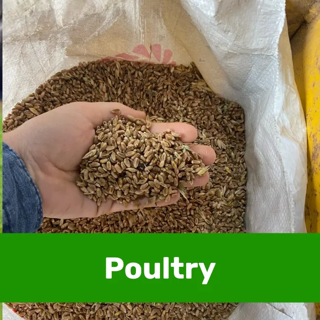 Poultry title photo