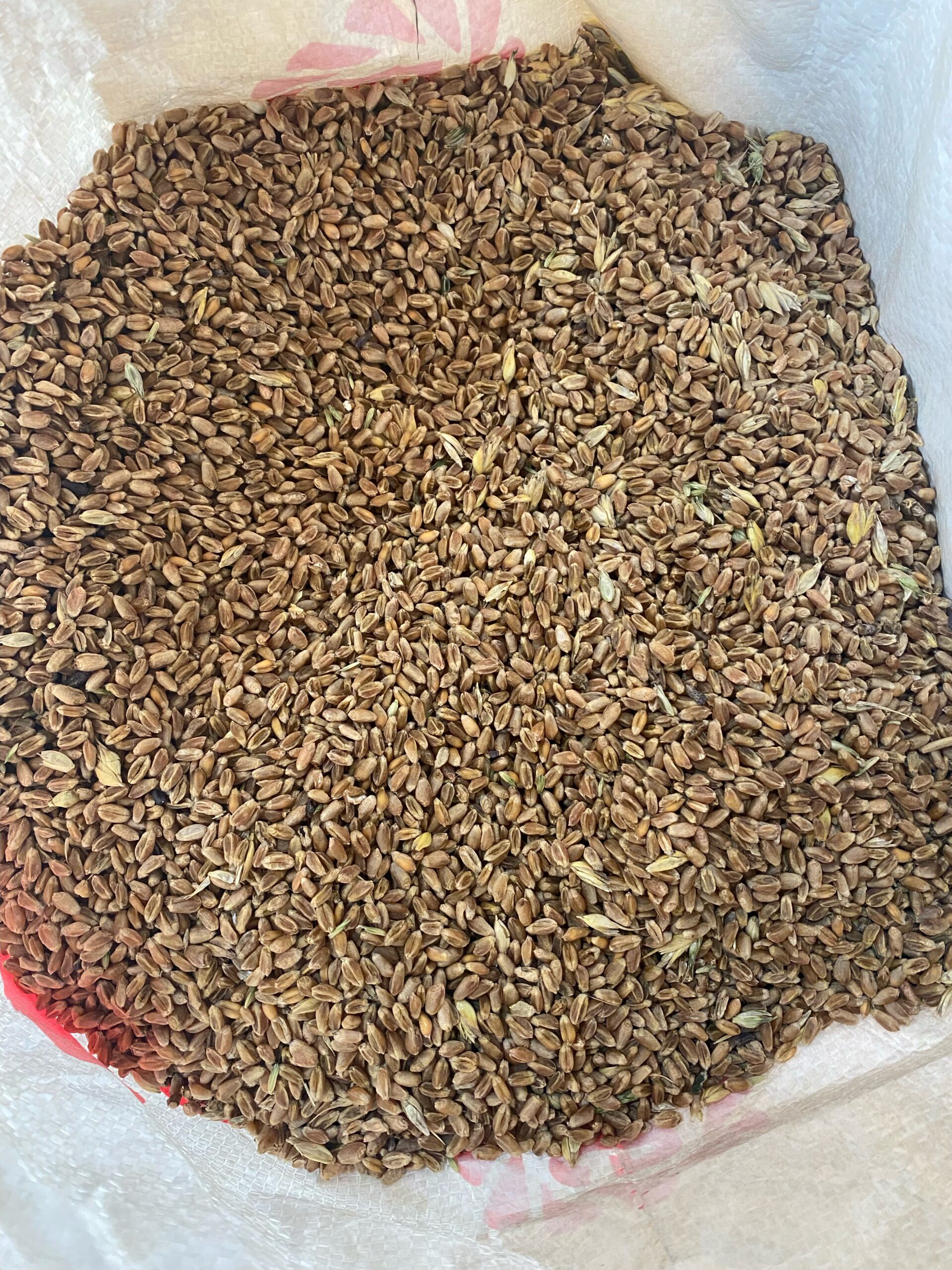 Feed Wheat - 20 Kg Bag